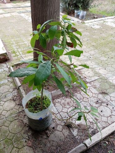 Все для дома и сада: Satılır: Küçük ölçülü bağ və balkon üçün 2 ədəd dekorativ/quivamlı — 2