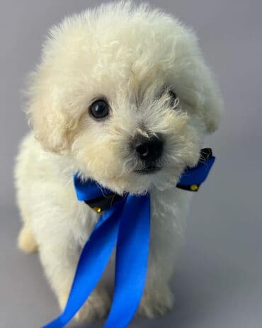 ən gözəl it adları: Bişon Frize — 2