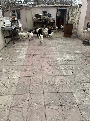 Другие с/х животные: Çəpişlər hamısı ən xırdasınnan böyüyünə qədər süd əmən heyvanlardı — 3