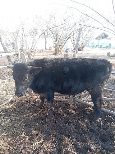 erkəy danalar: Erkək, il: 1, 360 kq, Damazlıq, Ünvandan götürmə — 5