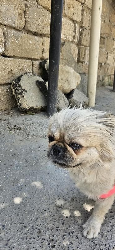 Pekines, Dişi, Pulsuz çatdırılma — 4