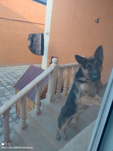 itlerin sekisi: Alman çoban iti — 1