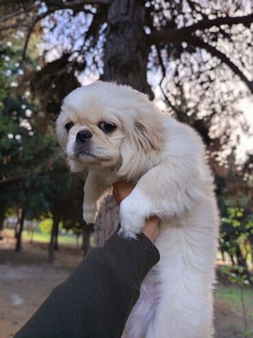 qurd basan: Pekines, 3 ay, Erkek, Peyvəndli — 2