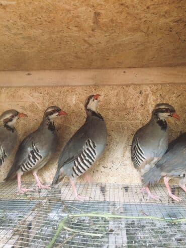 ördək balası satışı: Kəklik bir ədedi 30 AZN.
Cox alana endirim olacaq — 3