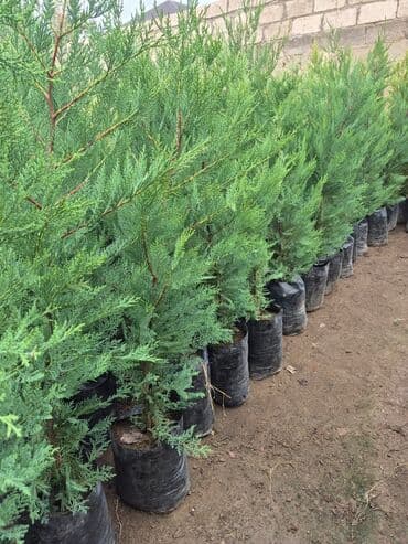 həmişə yaşıl bitkilər: Bağ və landşaft üçün iynəyarpaqlı dekorativ bitkilər - Thuja — 26