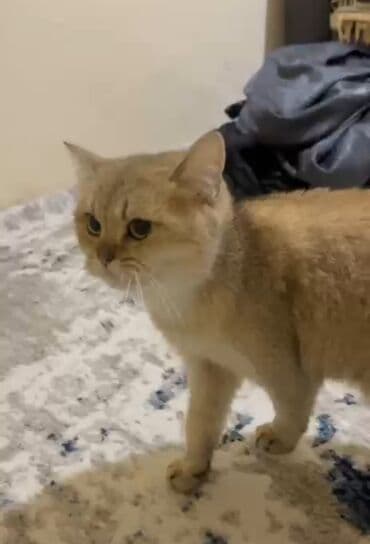 cins pişiklərin satışı: Şinşilla, Dişi — 2