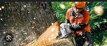 su filteri ustasi: Ağac kesmek budamaq işləri görülür.🪚 Kotukleri səliqəli dogramaq qol — 5