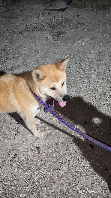 esek: Akita-inu, Dişi, Peyvəndli, Ünvandan götürmə — 1