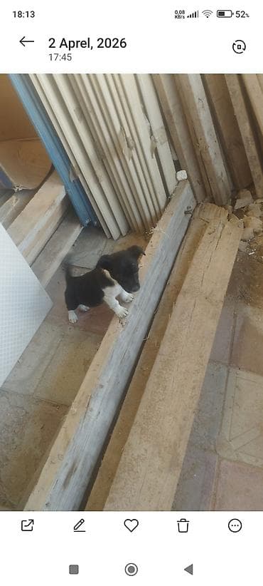 dublonka: Zvonok, 1 ay, Dişi, Cütləşmə üçün, Ödənişli çatdırılma — 3