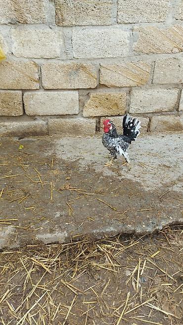 balaca cins itler: Salam yaponka xoruzu satılır akdiv xoruzdu temiz çildi sağlamlığına — 3