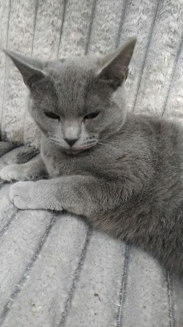 azəri pişik adları: Britan, Dişi — 4