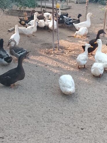 hinduşqa balası: Satılır: ördək sürüsü - Növlər və rənglər: ağ, qara, boz, qəhvəyi və — 1