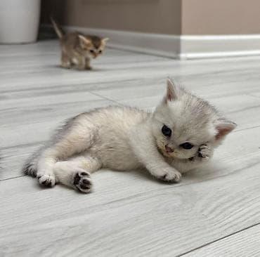 mingəcevir pişik: Britan — 5