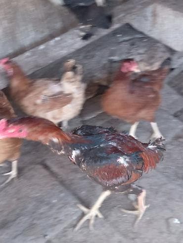 Коровы, быки: Satılır: cücələr/ toyuq-quş təsərrüfatı üçün xoruz - Növ: kənd — 1