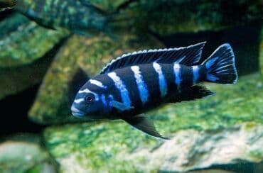 oskar balığı: Cixlid balığı, Yırtıcı, Ünvandan götürmə, Pulsuz çatdırılma, Ödənişli çatdırılma — 2