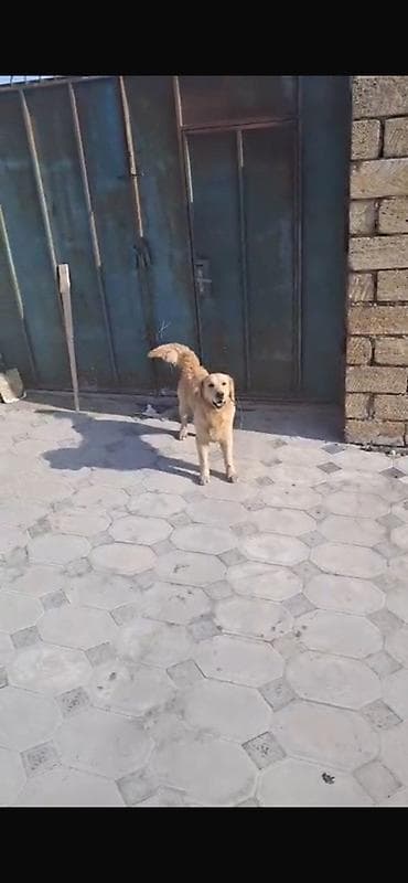 Retriever, 1 il, Erkek, Peyvəndli, Ünvandan götürmə lalafo.az -da Retriever, 1 il, Erkek, Peyvəndli, Ünvandan götürmə