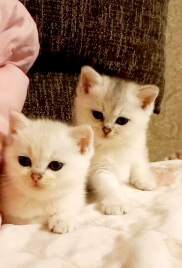 british pişik: Britan, Dişi, Erkək, Ünvandan götürmə — 3