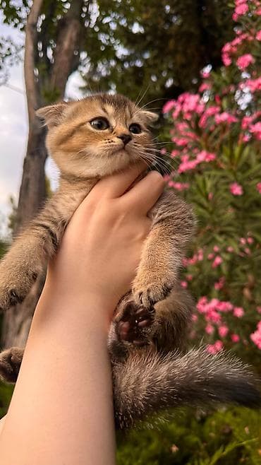 Scottish Fold balası - Cins: Scottish Fold (qulaqcıqları yığcam, başı