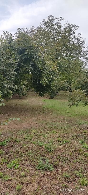 lenkeranda torpaq satilir: 80 sot, Kupça (Çıxarış) — 4