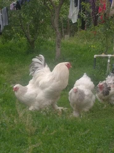 turac quşu qiyməti: Toyuq, Brama, Damazlıq, Ödənişli çatdırılma — 5