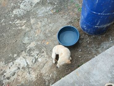 ретривер бишкек: Ретривер — 10