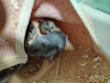 doberman iti qiymeti: Salam aleykum Cırtdan hamsterlər - Növ: cırtdan (Djungarian) hamster — 8