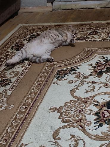 Şotland yastı qulaq