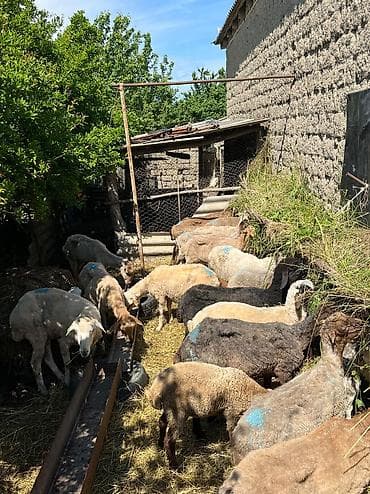 Təcili satılır! 🐑 19 baş tam sağlam, cavan qoyun satılır. ✅ 18 ədəd
