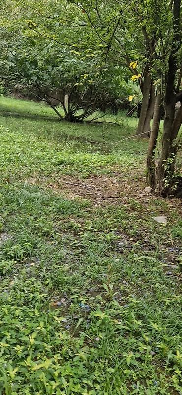 qebelede heyet evleri satilir: 85 sot, Kənd təsərrüfatı, Mülkiyyətçi, Kupça (Çıxarış) — 6