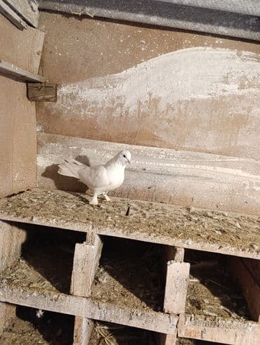 Gəmiricilər: 3 dene quşdu qiymət birinə ayıdi qusdar goz qabaqinda saglam qusdardi — 8