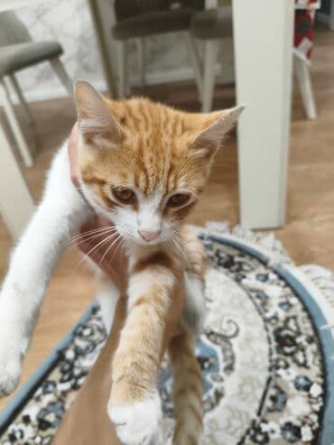 взять котёнка бесплатно: Самец, В добрые руки — 4