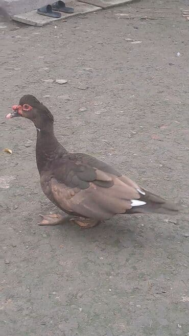 Toyuqlar: Krasnadar sortu erkək dişi ördəy satılır fərələr 30 erkək 40 manat — 2