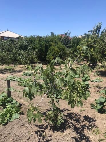 abşeron gənclər şəhərciyi: Kənd təsərrüfatı, Mülkiyyətçi, Kupça (Çıxarış) — 3