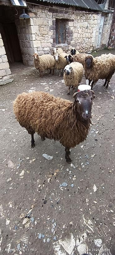 İki baş.qoç damzlıq toğlu qaraxan bozax super aktiv - Cins/type lalafo.az -da İki baş.qoç damzlıq toğlu qaraxan bozax super aktiv - Cins/type