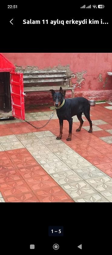 kangal it: Doberman, 11 ay, Erkek, Peyvəndli, Ünvandan götürmə — 2
