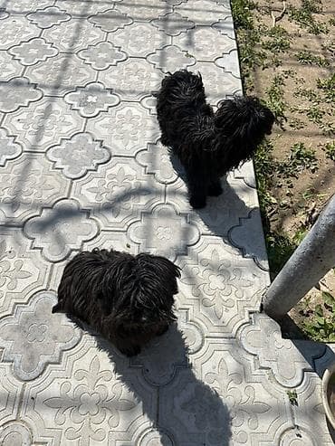 su heyvanları: Pudel, 5 ay — 4