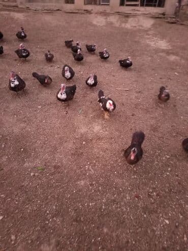 kayuqa ordek: Muscovy (lal) ördəklər – 5 aylıq - Növ: Lal (Muscovy) ördək - Yaş: 5 — 3