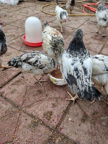 Inəklər, öküzlər: Toyuq, Adler, Ətlik — 7