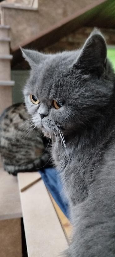 şotland pişiyi pulsuz: Ekzot, Dişi — 3