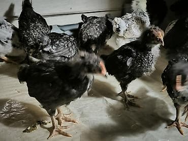 kend cucesi: Toyuq cücələri, Ətlik — 2