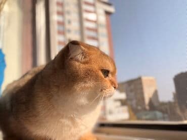 şotland pişiyi qiyməti: Şotland — 5