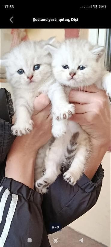 Şotland yastı qulaq, Dişi