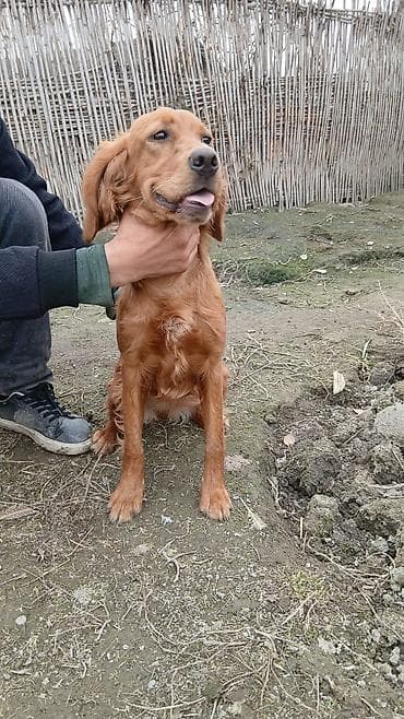 5 ay, Dişi, Peyvəndli, Ünvandan götürmə, Ödənişli çatdırılma