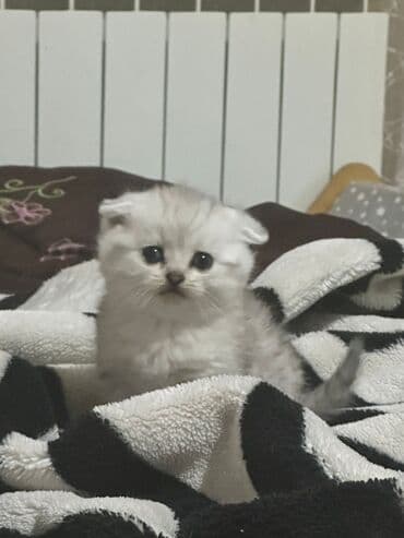 şotlan pişik: Şotland yastı qulaq, Erkək, Dişi, Yaxşı əllərə, Ünvandan götürmə, Pulsuz çatdırılma, Ödənişli çatdırılma — 4