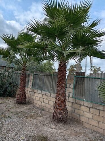 adəm ağacı: Dekorativ palma ağacı Vaşinqton palmasi satilir hündürlüyü 4 metir 2 — 3