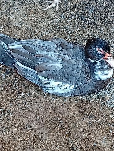 Salam hazir çüt lal ördekler satiram 5 ayliqdilar çütleşirler dişi — 1