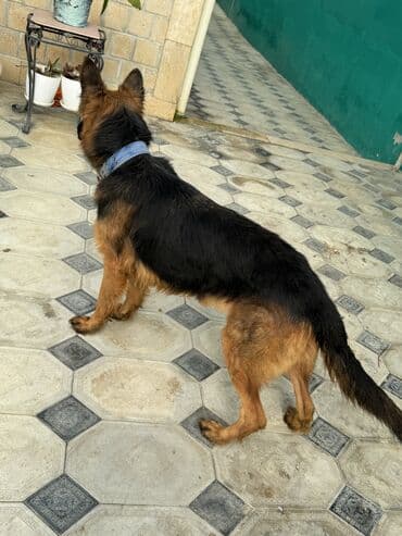 iti qovan: Alman çoban iti, 1 il, Dişi, Peyvəndli — 6