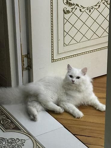 pışık: Şotland uzun tüklü, Erkək, Yaxşı əllərə — 2