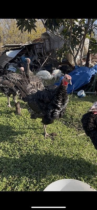 K/t heyvanları və malları: Erkək, Damazlıq — 1