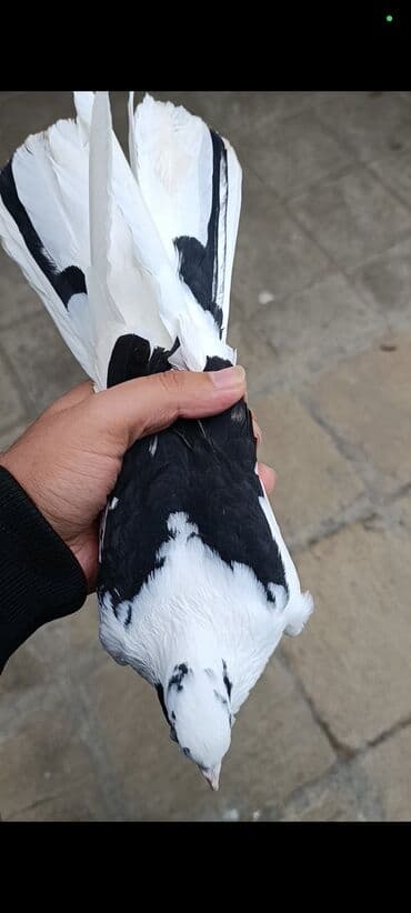 göyərçin yuvaları: 19 tük orta cırıq quyruq əfqanka erkək satılır. Şar oynaqdı. 1 ay olar — 1